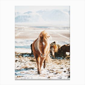 Shaggy Iceland Horse Canvas Print