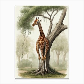 Giraffe 17 Canvas Print