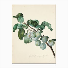 Plums Canvas Print