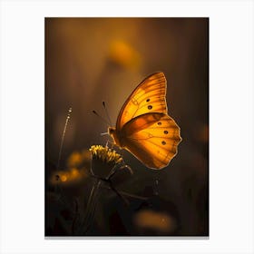 Butterfly In The Sun Canvas Print