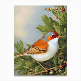 European Robin 2 Haeckel Style Vintage Illustration Bird Canvas Print