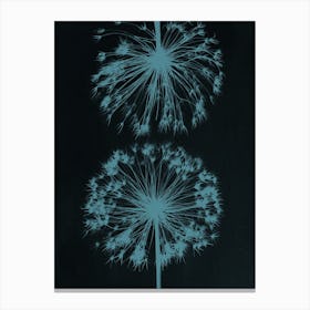 Teal black allium 2 Canvas Print