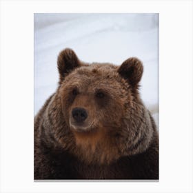 Grizzly Bear Snow Canvas Print