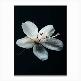 White Flower On A Black Background 1 Canvas Print