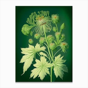 Thimbleweed Wildflower Vintage Botanical 2 Canvas Print