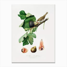 Fig (Ficus Carica Sativa) From Pomona Italiana (1817 - 1839), Giorgio Gallesio Canvas Print