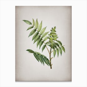 Vintage Staghorn Sumac Botanical on Parchment n.0642 Canvas Print