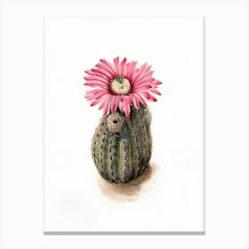 Cactus Flower 16 Canvas Print