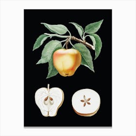 Vintage Carla Apple Botanical Illustration on Solid Black Canvas Print