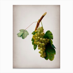 Vintage Grape Vine Botanical on Parchment n.0677 Canvas Print