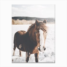 Horse In Snowy Field Canvas Print