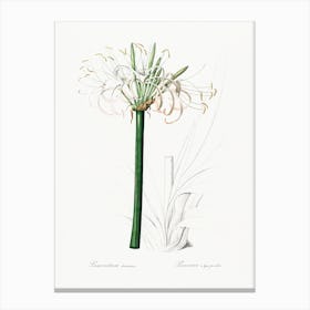 Caribbean Spider Lily Illustration From Les Liliacées (1805), Pierre Joseph Redoute Canvas Print