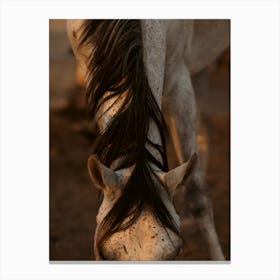 Art of the horse - Al Wathba Abu Dhabi UAE photo print - moody animal photography art Canvas Print