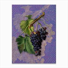 Vintage Black Grape Botanical Illustration on Veri Peri n.0417 Canvas Print