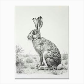 American Sable Rabbit Drawing 3 Canvas Print