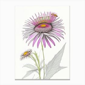 Echinacea Floral Quentin Blake Inspired Illustration 1 Flower Canvas Print