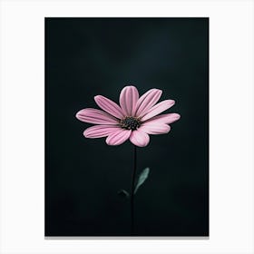 Daisy 16 Canvas Print