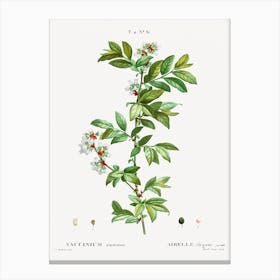 Vaccinium Amoenum, Pierre Joseph Redoute Canvas Print