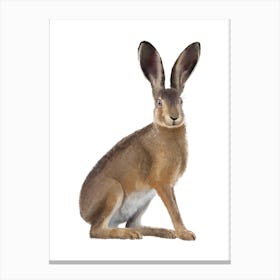 3x4 Hare Canvas Print