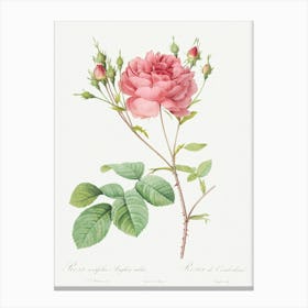 Cumberland Rose, Pierre Joseph Redoute Canvas Print