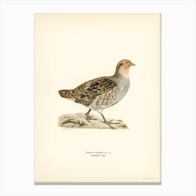 Grey Partridge, The Von Wright Brothers 1 Canvas Print