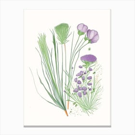 Chives Spices And Herbs Pencil Illustration 1 Canvas Print