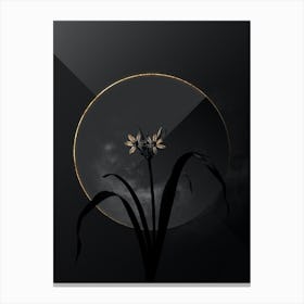 Shadowy Vintage Small Pancratium Botanical on Black with Gold n.0176 Canvas Print
