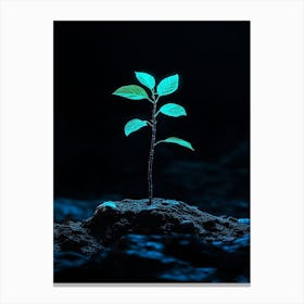 Small Green Plant In The Dark 6 Canvas Print