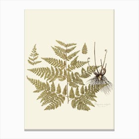 Ferns 4 Canvas Print