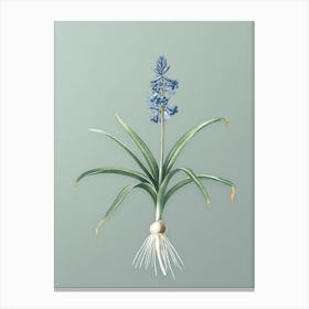 Vintage Scilla Patula Botanical Art on Mint Green n.0097 Canvas Print