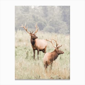 Bachelor Elks Canvas Print