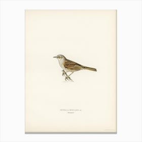 Prunella Modularis, The Von Wright Brothers Canvas Print