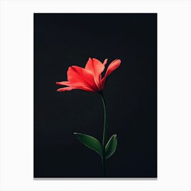 Single Red Tulip 2 Canvas Print