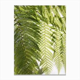 Plant Texture Green Canvas Print