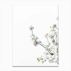 Blossum Branch Canvas Print