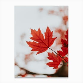Red Maple Leaf Canvas Print