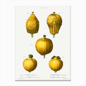 Lemon, Pierre Joseph Redoute Canvas Print