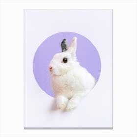 Rabbit In A Circle Canvas Print