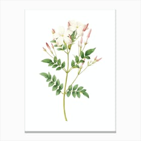 Vintage Spanish Jasmine Botanical Illustration on Pure White n.0283 Canvas Print