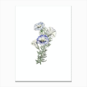 Vintage Sky Blue Alona Flower Botanical Illustration on Pure White Canvas Print