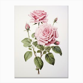Roses Flower Vintage Botanical 3 Canvas Print