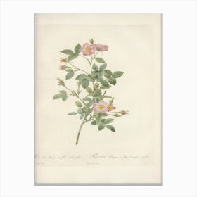 Rose Illustration, Pierre Joseph Redoute (64) Canvas Print