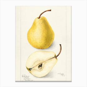 Pears Canvas Print