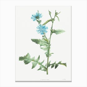 Chicory, Pierre Joseph Redoute Canvas Print