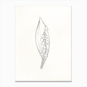 Lily Of The Valley Sketch Canvas Print