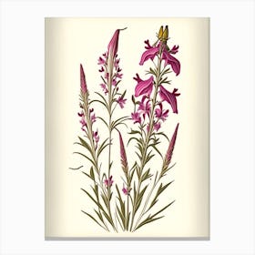 Fireweed Wildflower Vintage Botanical 1 Canvas Print