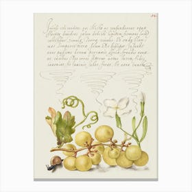 Wine Grape, Gillyflower, And Land Snail From Mira Calligraphiae Monumenta, Joris Hoefnagel Canvas Print