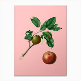 Vintage Apple Botanical on Soft Pink n.0469 Canvas Print