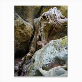 Wood and rock in the Elbe Sandstone Mountains Canvas Print