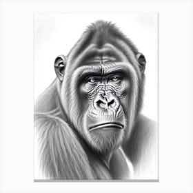 Gorilla With Confused Face Gorillas Greyscale Sketch 1 Canvas Print